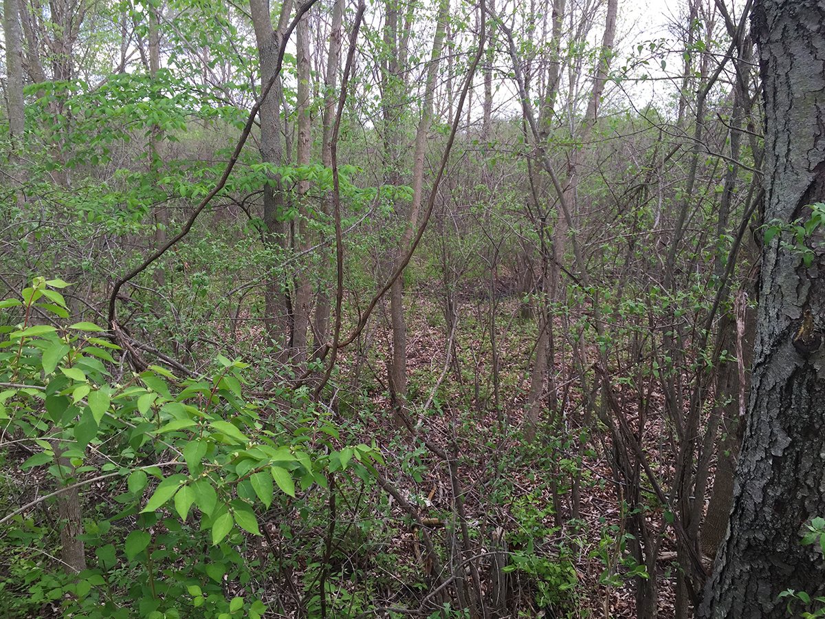 Property photo 6 - LAND AUCTION, 12.5+/- Acres offered in 2 Tracts in Allen County