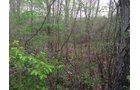 Property photo 6 - LAND AUCTION, 12.5+/- Acres offered in 2 Tracts in Allen County