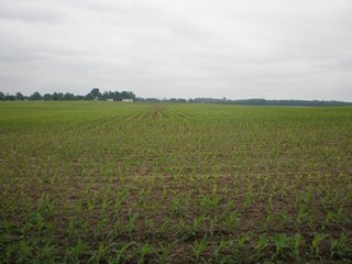 Tract 3 - LAND AUCTION - 185+/- Acres offered in 6 Tracts in Henry County