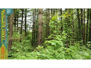 Property photo 28 - WOODLAND AUCTION, SOUTHEAST OHIO WOODLAND - 2,500+/- Acres offered in 66 Tracts in Muskingum, Athens, Meigs & Gallia Counties