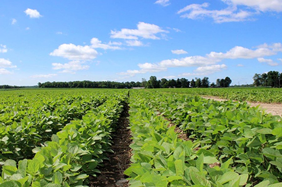 LAND AUCTION - 210+/- Acres in 1 Tract in Elkhart County