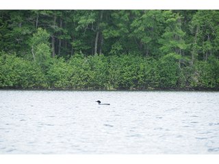 Loons - ABSOLUTE REAL ESTATE AUCTION, 520+/- Acres offered in 5 Tracts in Polk County