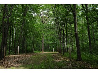 Tract 3 - ABSOLUTE REAL ESTATE AUCTION, 520+/- Acres offered in 5 Tracts in Polk County