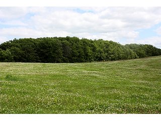 Tract 4 - ABSOLUTE REAL ESTATE AUCTION, 520+/- Acres offered in 5 Tracts in Polk County
