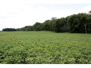Property photo 39 - ABSOLUTE REAL ESTATE AUCTION, 520+/- Acres offered in 5 Tracts in Polk County
