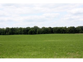 Tract 2 - ABSOLUTE REAL ESTATE AUCTION, 520+/- Acres offered in 5 Tracts in Polk County