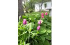 Property photo 2 - REAL ESTATE AUCTION - 16.9+/- Acres in 3 Tracts in Kosciusko County