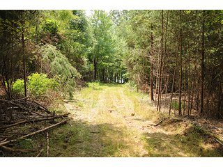 Property photo 14 - LAND AUCTION-SMITH MOUNTAIN LAKE-143+/- Acres Offered in 24 Estate Size Tracts in Franklin County