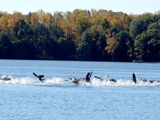 Property photo 20 - LAND AUCTION-SMITH MOUNTAIN LAKE-143+/- Acres Offered in 24 Estate Size Tracts in Franklin County