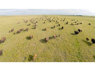 Property photo 40 - LAND AUCTION - WILDER BUFFALO RANCH ON 22,103+/- Acres offered in 13 Tracts in Sioux & Corson Counties