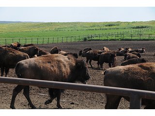 Property photo 52 - LAND AUCTION - WILDER BUFFALO RANCH ON 22,103+/- Acres offered in 13 Tracts in Sioux & Corson Counties