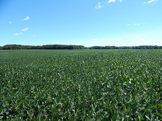 Tract 6 - MICHIGAN LAND AUCTION - 413+/- ACRES OFFERED IN 11 TRACTS IN BARRY & EATON COUNTIES