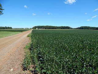Tract 6 Looking North - MICHIGAN LAND AUCTION - 413+/- ACRES OFFERED IN 11 TRACTS IN BARRY & EATON COUNTIES