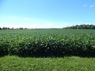 Tract 3 - MICHIGAN LAND AUCTION - 413+/- ACRES OFFERED IN 11 TRACTS IN BARRY & EATON COUNTIES