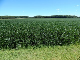 Tract 6 - MICHIGAN LAND AUCTION - 413+/- ACRES OFFERED IN 11 TRACTS IN BARRY & EATON COUNTIES