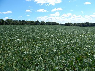 Tracts 9 - MICHIGAN LAND AUCTION - 413+/- ACRES OFFERED IN 11 TRACTS IN BARRY & EATON COUNTIES