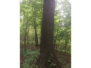 Property photo 61 - MICHIGAN LAND AUCTION - 413+/- ACRES OFFERED IN 11 TRACTS IN BARRY & EATON COUNTIES