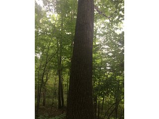 Property photo 60 - MICHIGAN LAND AUCTION - 413+/- ACRES OFFERED IN 11 TRACTS IN BARRY & EATON COUNTIES