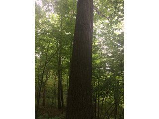 Property photo 59 - MICHIGAN LAND AUCTION - 413+/- ACRES OFFERED IN 11 TRACTS IN BARRY & EATON COUNTIES