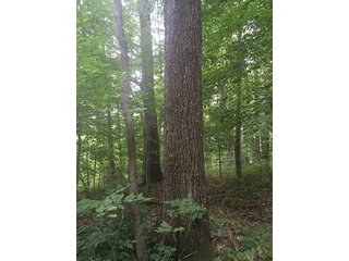 Tract 9 - MICHIGAN LAND AUCTION - 413+/- ACRES OFFERED IN 11 TRACTS IN BARRY & EATON COUNTIES