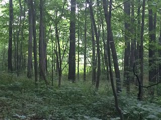 Property photo 58 - MICHIGAN LAND AUCTION - 413+/- ACRES OFFERED IN 11 TRACTS IN BARRY & EATON COUNTIES