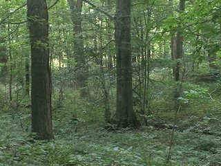 Property photo 57 - MICHIGAN LAND AUCTION - 413+/- ACRES OFFERED IN 11 TRACTS IN BARRY & EATON COUNTIES