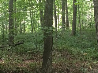 Property photo 56 - MICHIGAN LAND AUCTION - 413+/- ACRES OFFERED IN 11 TRACTS IN BARRY & EATON COUNTIES