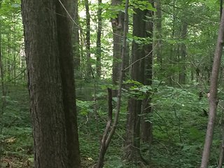 Property photo 55 - MICHIGAN LAND AUCTION - 413+/- ACRES OFFERED IN 11 TRACTS IN BARRY & EATON COUNTIES