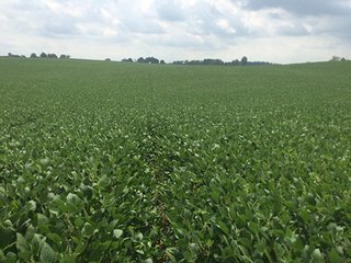 Tract 8 - MICHIGAN LAND AUCTION - 413+/- ACRES OFFERED IN 11 TRACTS IN BARRY & EATON COUNTIES