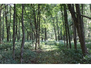 Property photo 3 - REAL ESTATE AUCTION - 95.18+/- ACRES IN ELKHART COUNTY