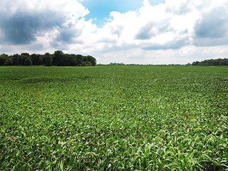 Property photo 29 - REAL ESTATE AUCTION - 173+/- ACRES OFFERED IN 7 TRACTS IN DELAWARE COUNTY