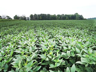 Tract 3 - REAL ESTATE AUCTION - 173+/- ACRES OFFERED IN 7 TRACTS IN DELAWARE COUNTY