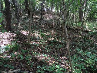 Property photo 18 - REAL ESTATE AUCTION - 259+/- ACRES OFFERED IN 7 TRACTS IN LAPORTE COUNTY