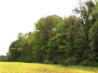 Property photo 5 - FARMLAND AUCTION - 193+/- ACRES IN 3 TRACTS IN CLARK COUNTY