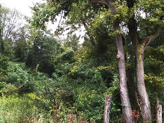 Property photo 6 - FARMLAND AUCTION - 193+/- ACRES IN 3 TRACTS IN CLARK COUNTY