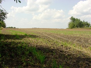 Property photo 6 - PRODUCTIVE FARMLAND AUCTION-92.7+/- ACRES OFFERED IN 1 TRACT IN KANKAKEE COUNTY