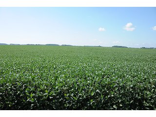 Property photo 24 - PRIME FARMLAND AUCTION - 716+/- ACRES OFFERED IN 8 TRACTS IN CASS & CARROLL COUNTIES