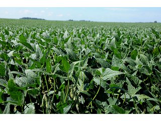 Property photo 14 - PRIME FARMLAND AUCTION - 716+/- ACRES OFFERED IN 8 TRACTS IN CASS & CARROLL COUNTIES