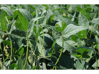 Property photo 16 - PRIME FARMLAND AUCTION - 716+/- ACRES OFFERED IN 8 TRACTS IN CASS & CARROLL COUNTIES