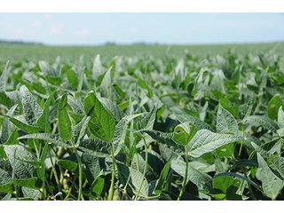Property photo 17 - PRIME FARMLAND AUCTION - 716+/- ACRES OFFERED IN 8 TRACTS IN CASS & CARROLL COUNTIES