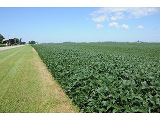 Property photo 18 - PRIME FARMLAND AUCTION - 716+/- ACRES OFFERED IN 8 TRACTS IN CASS & CARROLL COUNTIES