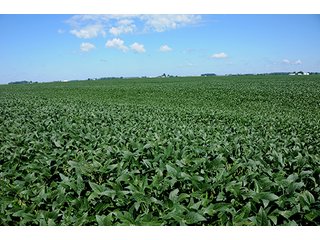 Property photo 19 - PRIME FARMLAND AUCTION - 716+/- ACRES OFFERED IN 8 TRACTS IN CASS & CARROLL COUNTIES