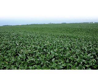 Property photo 20 - PRIME FARMLAND AUCTION - 716+/- ACRES OFFERED IN 8 TRACTS IN CASS & CARROLL COUNTIES