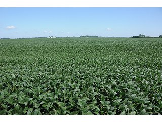 Property photo 21 - PRIME FARMLAND AUCTION - 716+/- ACRES OFFERED IN 8 TRACTS IN CASS & CARROLL COUNTIES