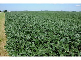 Property photo 22 - PRIME FARMLAND AUCTION - 716+/- ACRES OFFERED IN 8 TRACTS IN CASS & CARROLL COUNTIES