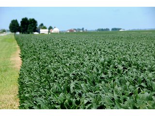 Property photo 23 - PRIME FARMLAND AUCTION - 716+/- ACRES OFFERED IN 8 TRACTS IN CASS & CARROLL COUNTIES