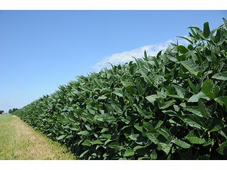 Property photo 12 - PRIME FARMLAND AUCTION - 716+/- ACRES OFFERED IN 8 TRACTS IN CASS & CARROLL COUNTIES