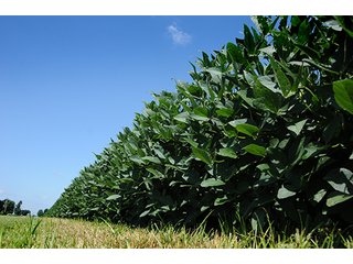 Property photo 25 - PRIME FARMLAND AUCTION - 716+/- ACRES OFFERED IN 8 TRACTS IN CASS & CARROLL COUNTIES