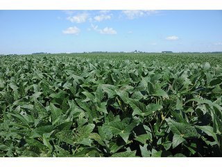 Property photo 29 - PRIME FARMLAND AUCTION - 716+/- ACRES OFFERED IN 8 TRACTS IN CASS & CARROLL COUNTIES