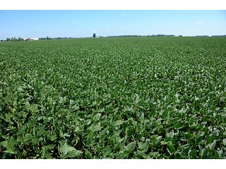 Property photo 31 - PRIME FARMLAND AUCTION - 716+/- ACRES OFFERED IN 8 TRACTS IN CASS & CARROLL COUNTIES